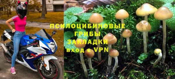 прущие грибы Бердск